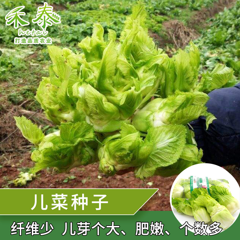 四川儿菜种子特产四季家庭阳台抱儿菜背儿菜儿童西洋菜籽蔬菜种籽