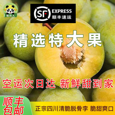 四川青脆脱骨李子新鲜水果当季孕