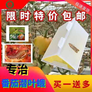 西红柿番茄潜叶蛾虫害防治南美番茄潜麦蛾诱捕器捕捉器粘板包邮