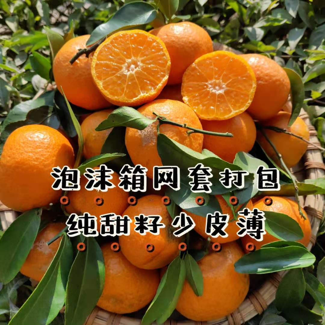 正宗砂糖橘广西纯甜无渣