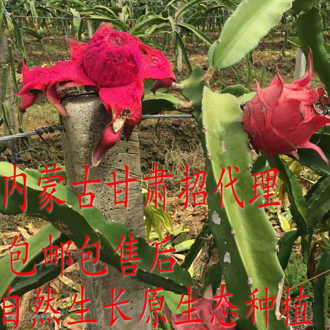 纯甜正宗金都一号红心火龙果净重