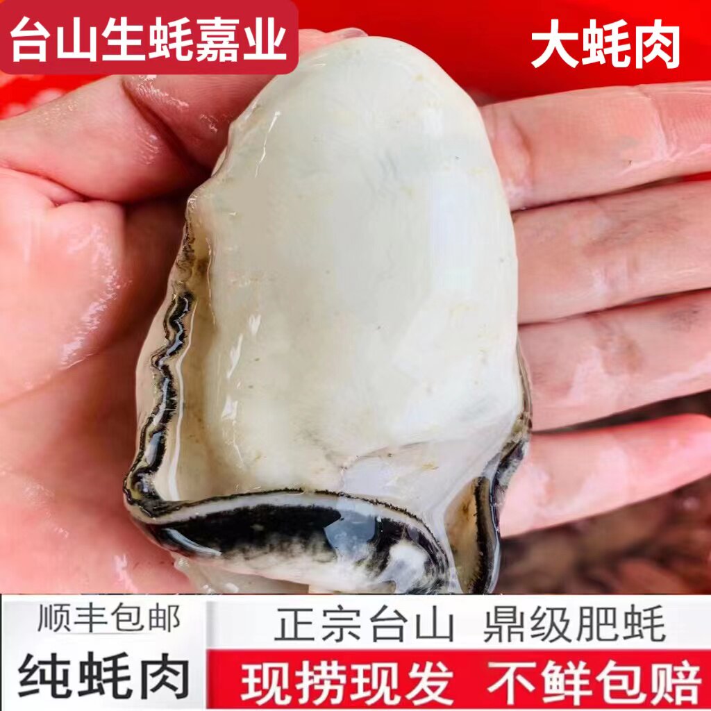 正宗台山白蚝台山生蚝特大肥美