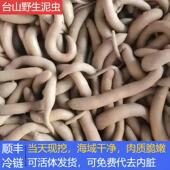 台山纯天然野生新鲜泥虫泥丁土笋冻1斤可活体可代去肚海鲜水产