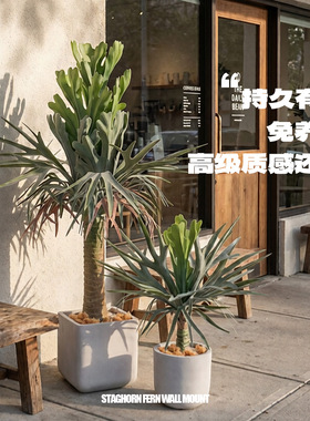 仿真鹿角蕨盆栽高质感假蕨类植物