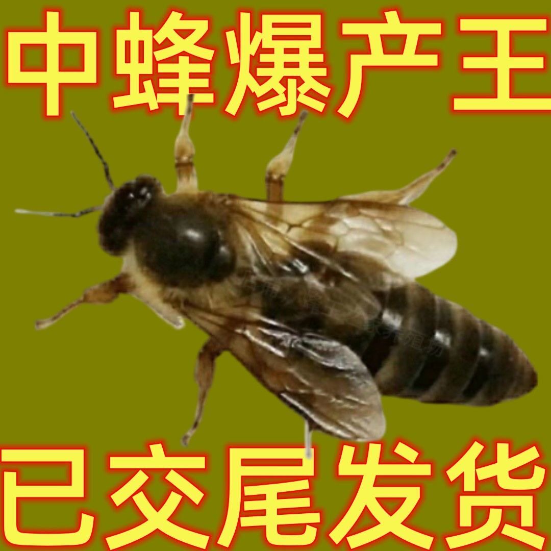 包邮中蜂蜂王出售交尾种王土蜂产卵王伏牛强群双色阿坝开产王