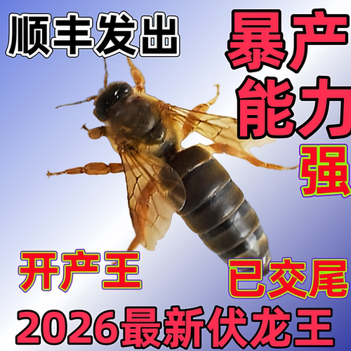 顺丰包邮中蜂蜂王出售交尾种王土蜂产卵王伏牛强群双色阿坝开产王