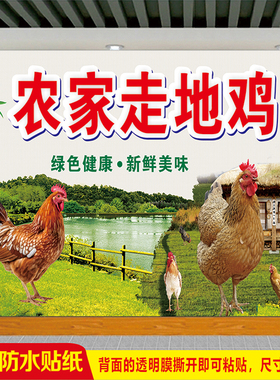 生态散养农家走地鸡土鸡广告贴画