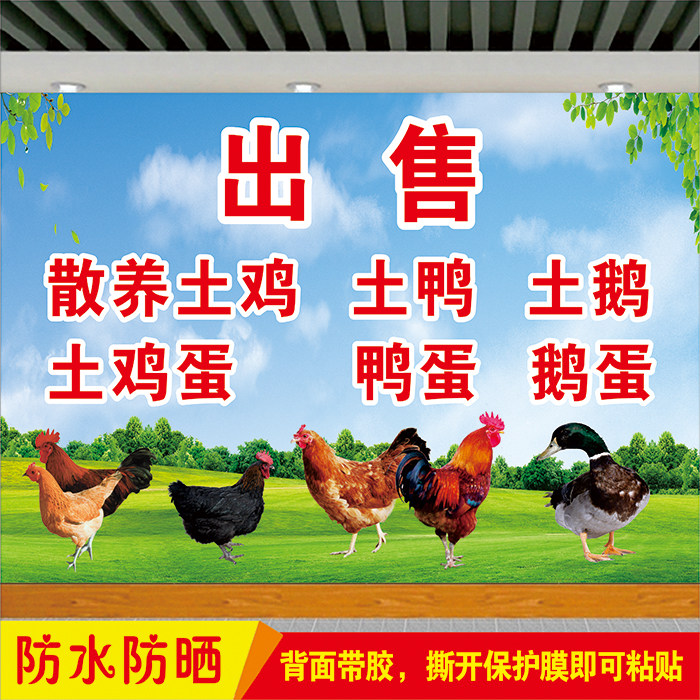 出售散养土鸡土鸭店招广告牌贴纸