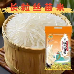 当季 新米正宗丝苗米长粒香晚稻籼米大米猫牙米软香煲仔饭丝苗米