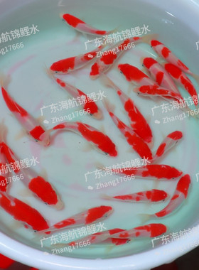大正红白锦鲤活体观赏鱼淡水冷水鱼纯种锦鲤鱼苗三色昭和火鲤绯写