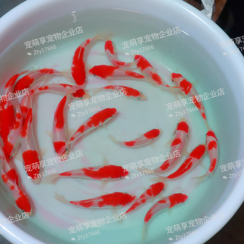 大正红白锦鲤活体观赏鱼淡水冷水鱼纯种锦鲤鱼苗三色昭和火鲤绯写