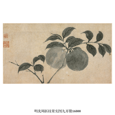 明沈周折枝果实图书画真迹画