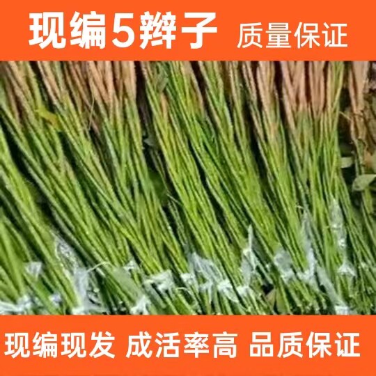 发财树客厅办公室阳台四季长青
