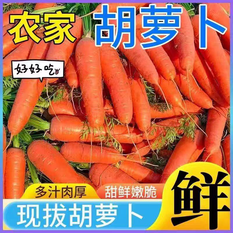 新鲜胡萝卜沙土地农家自种