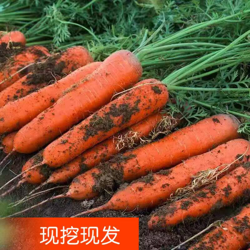河南趴地霜打新鲜胡萝卜沙土地蔬菜水果红萝卜现挖现发农家自种