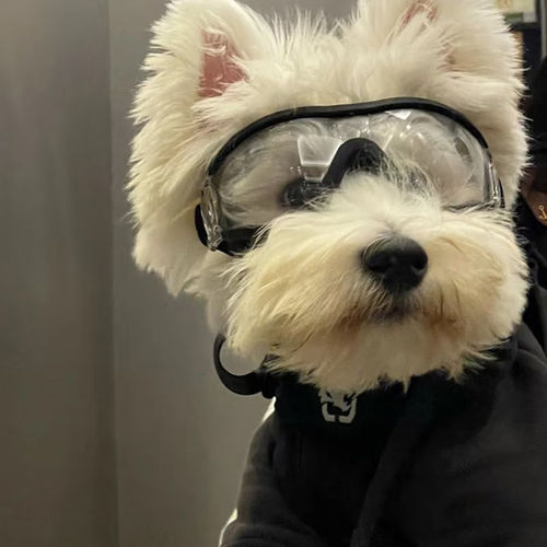 狗狗护目镜小型犬雪纳瑞西高地