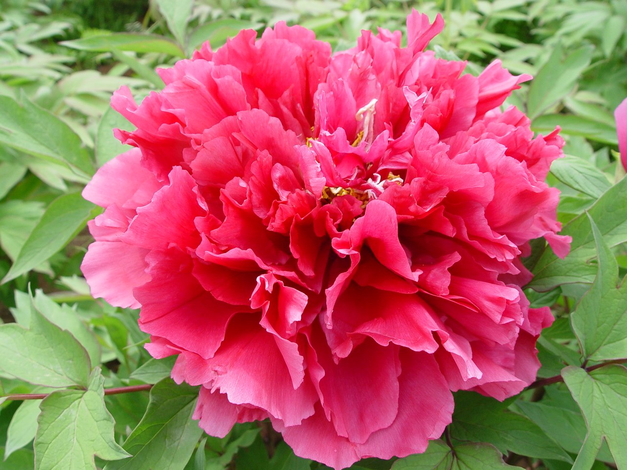 群和【花王】洛阳牡丹花苗大苗盆栽带盆(红色)重瓣庭院花卉