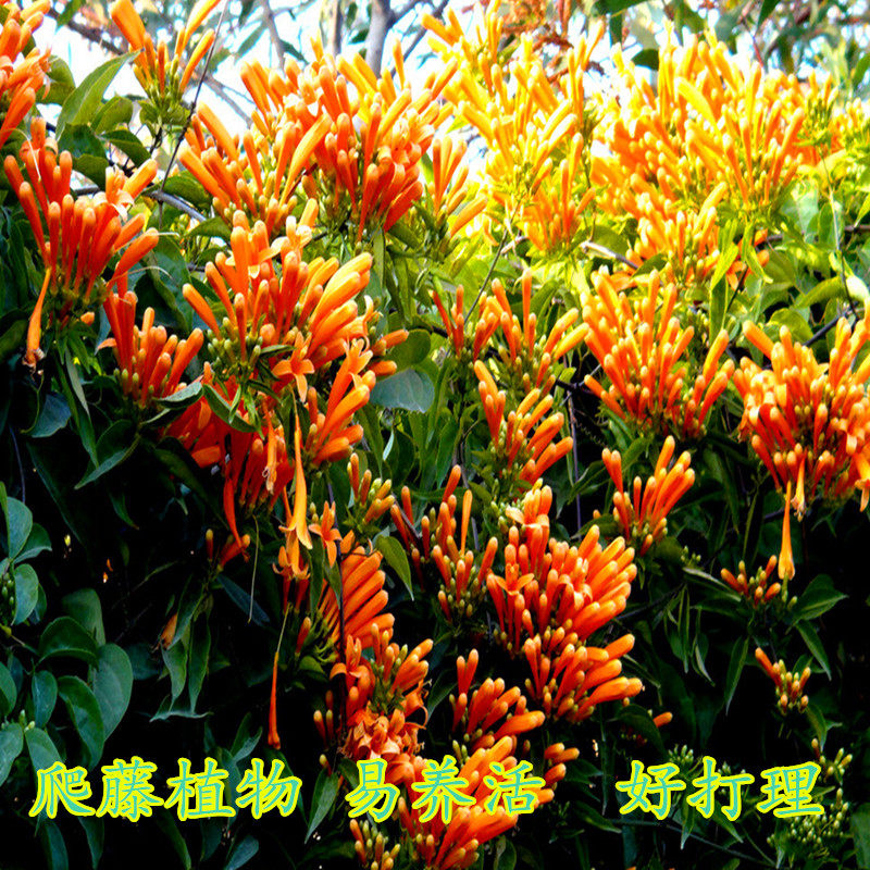 攀爬植物 紫藤炮仗花苗鞭炮花凌霄花苗 攀援花卉红爆竹花围墙庭院|ruв категории доставка цветов/цветок моделирования/растения садоводства, цветок/растения в горшках (новый), цветок - от Buy2taobao.com для оказания профессиональной услуги покупки агента Taobao