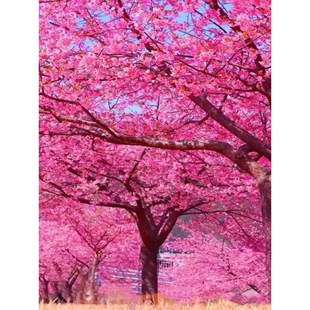 樱花树苗庭院种植耐寒风景树大型绿化植物室内外日本樱花树苗盆栽