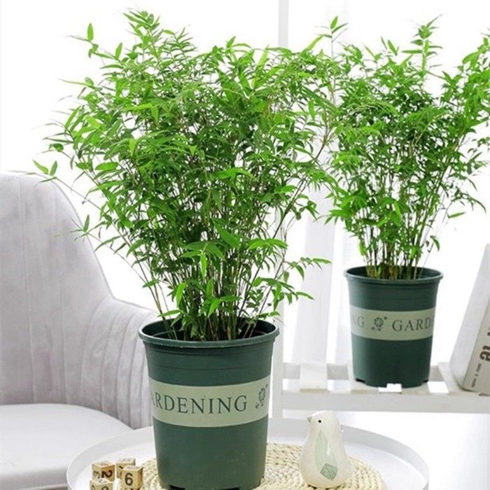 凤尾竹盆栽竹子庭院观赏植物盆景
