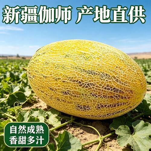 新疆伽师哈密瓜新鲜水果香甜甜瓜当应季八六王哈密瓜散装薄皮蜜瓜