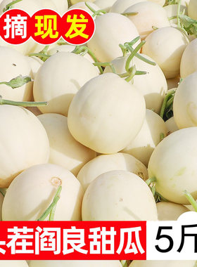 现摘陕西阎良甜瓜5斤新鲜水果当季头茬白皮香瓜蜜瓜脆甜羊角整箱