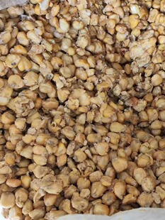 包快递新鲜酒糟批发现烤酒糟鸡饲料玉米高粱渣喂牛羊鸡鸭鱼养殖