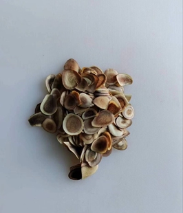 吉林省鹿茸片60克精品长春双阳包邮发货煲汤泡酒炖煮传统干货食材