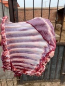 吉林鹿排骨10斤活杀新鲜速冻保温箱加冰长春市顺丰空运 包邮 食材