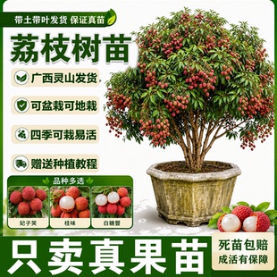荔枝树果苗嫁接苗广西桂味妃子笑冰荔仙进奉无核大苗南方盆栽地栽