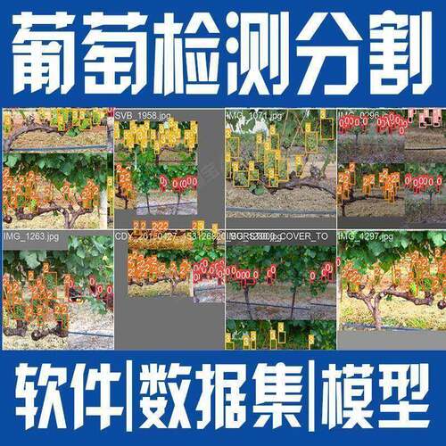 葡萄串图像检测分割数据集模型yolo机器深度学习python自动识别