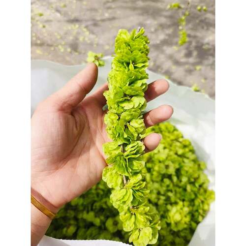 可食用榆树苗榆钱树苗大树庭院地栽盆栽南方北方种植带土球发货