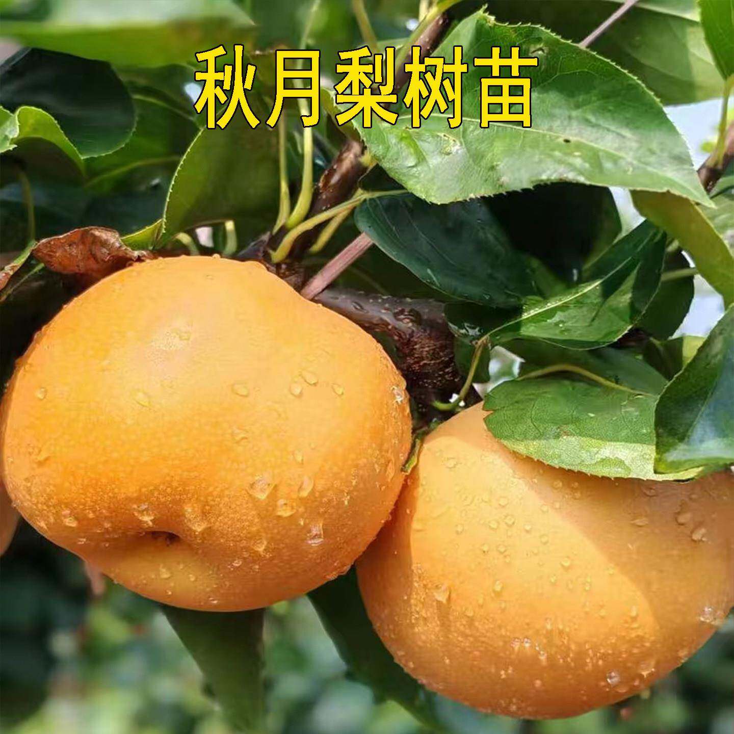特大梨树活苗秋月梨树果苗梨子嫁接苗南方北方盆栽地栽果树果苗