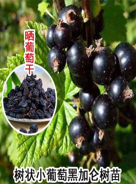树葡萄黑加仑树状葡萄树苗耐寒耐旱南方北方种植地栽盆栽果树果苗
