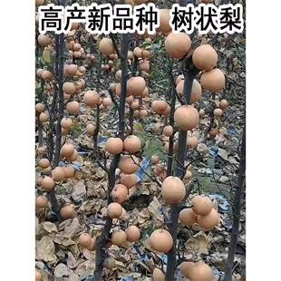秋月梨早酥红梨鸡爪梨树苗嫁接新品种树状梨南北方种植水果树果苗