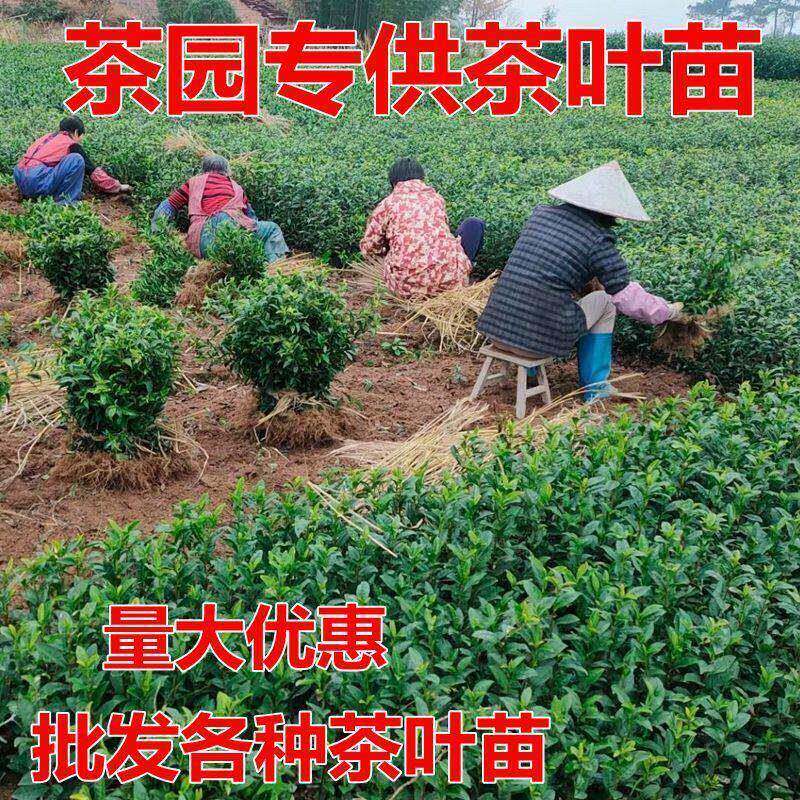 正宗茶苗苗龙井43安吉白茶乌牛