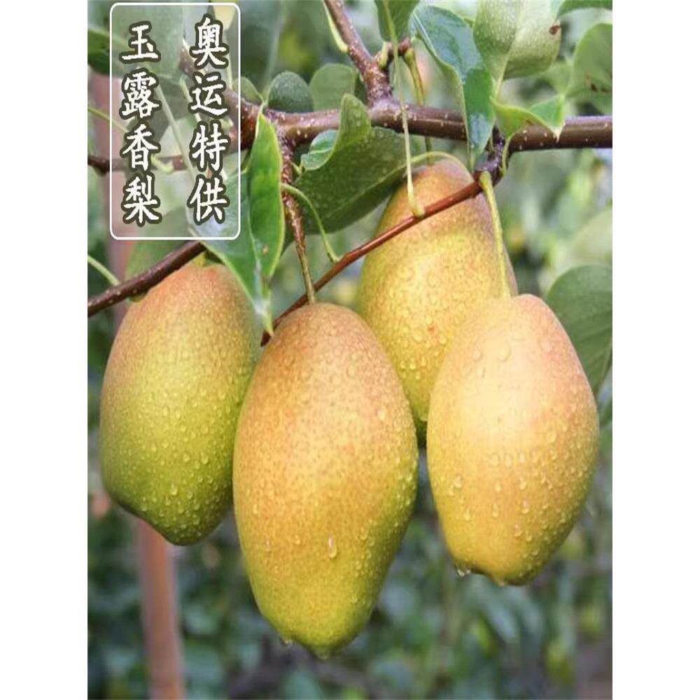 香梨树果苗嫁接梨树活苗新品种玉露香梨树树苗盆栽庭院大树果树苗
