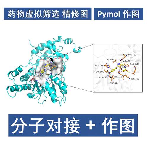 分子对接代做PyMOL可视化分析蛋白配体相互作用分析结合能计算