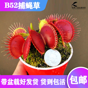 食虫植物-B52捕蝇草 食虫草 食人花 趣味绿植 大型品种 包邮