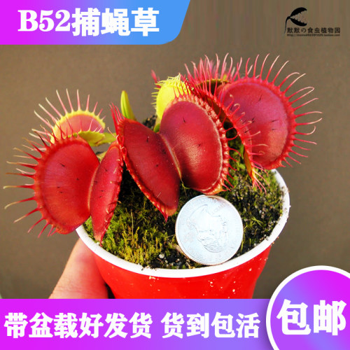 食虫食人花趣味大型品种包邮植物