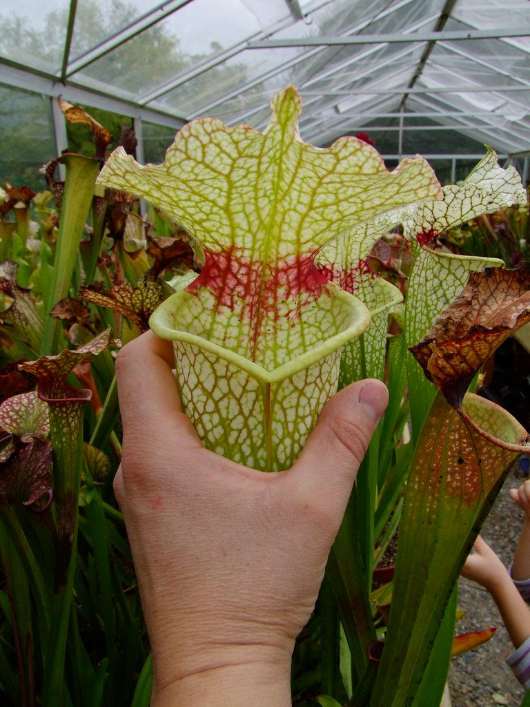 【白骑士瓶子草】WWK瓶子草稀有红喉品种 趣味绿植盆栽 包邮