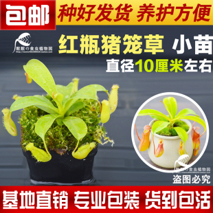 奇趣绿植盆栽 食虫植物 红瓶猪笼草小苗 食人花 小苗 食虫草