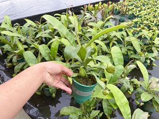 加仑盆种好发货 ［佛山发货］绿苹果猪笼草 食虫植物 趣味绿植