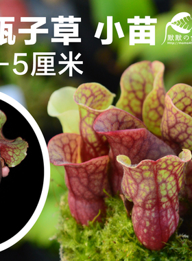 紫瓶瓶子草 紫色瓶子草 食虫植物 捕虫草趣味绿植盆栽包邮