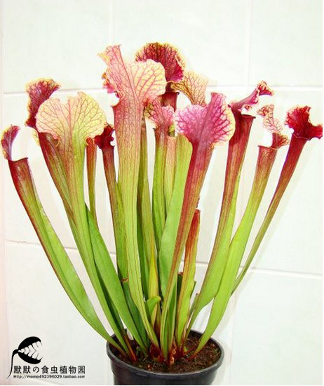 朱迪思瓶子草 食虫植物 捕虫草 趣味绿植盆栽 包邮