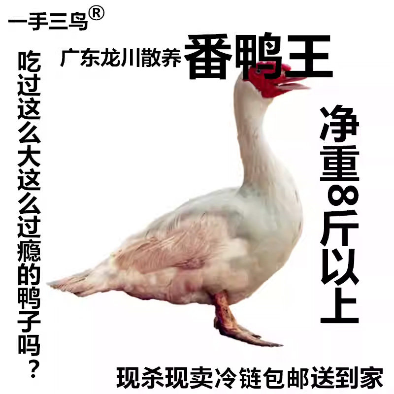 【山鸡凰】番鸭公肉质比较好比较大番鸭鲜番鸭