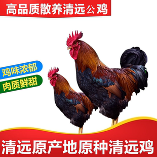 童子鸡广东清远鸡山林散养小公鸡小孩吃清蒸炒均可全国冷链包邮