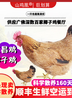 山鸡凰海南文昌鸡椰子鸡