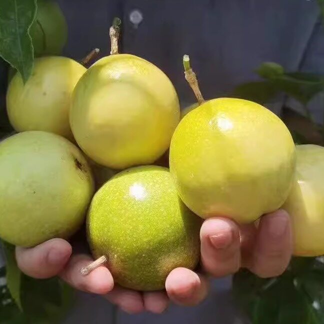 钦蜜黄金百香果新鲜现摘现发