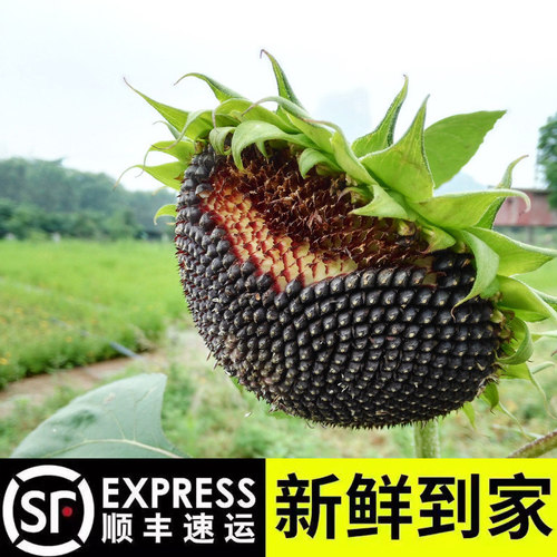 2026年新鲜葵花盘带籽向日葵盘整朵带籽葵盘葵花籽盘葵花头生瓜子
